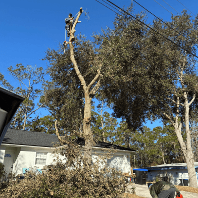 Tree Removal